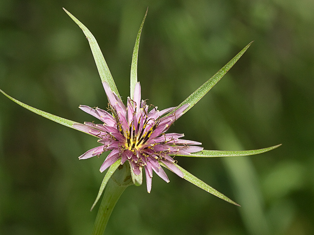 Inflorescencia de la Tetilla de vaca (Tragopogon angustifolius)
