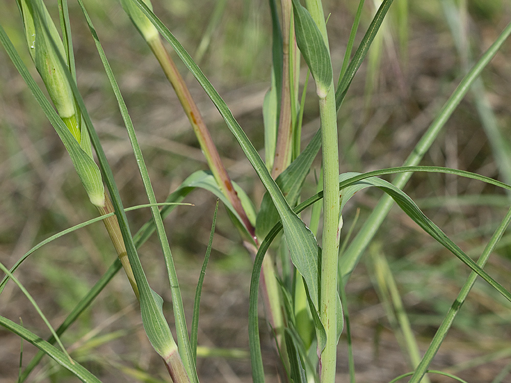 Tallo, ramas y hojas de la Tetilla de vaca (Tragopogon angustifolius)