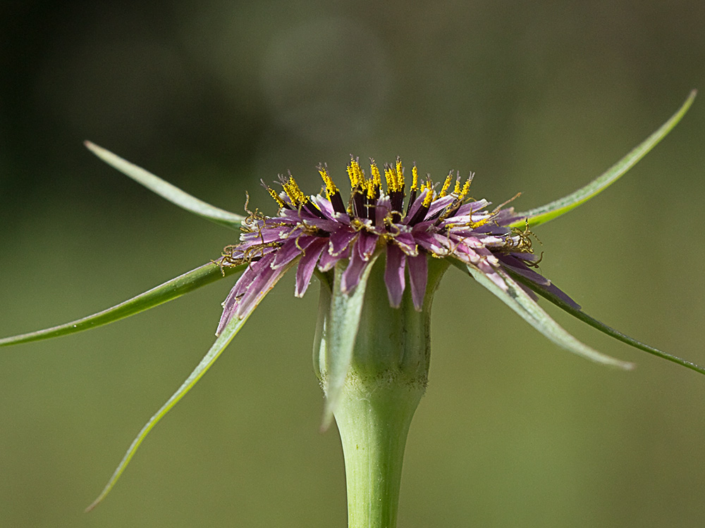 Inflorescencia de la Tetilla de vaca (Tragopogon angustifolius)