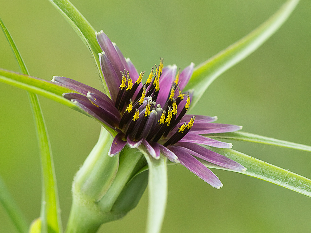 Inflorescencia de la Tetilla de vaca (Tragopogon angustifolius)