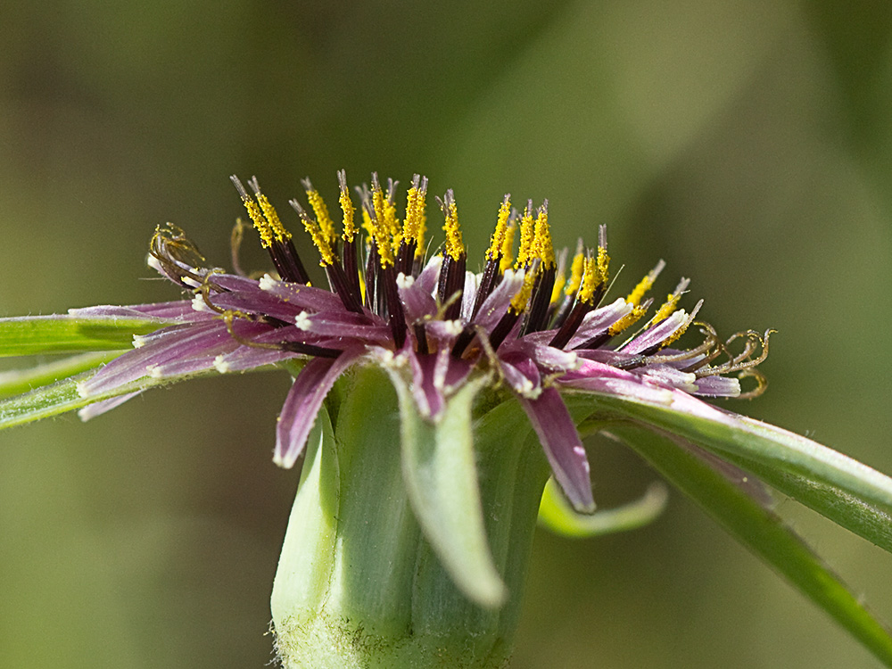 Inflorescencia de la Tetilla de vaca (Tragopogon angustifolius)