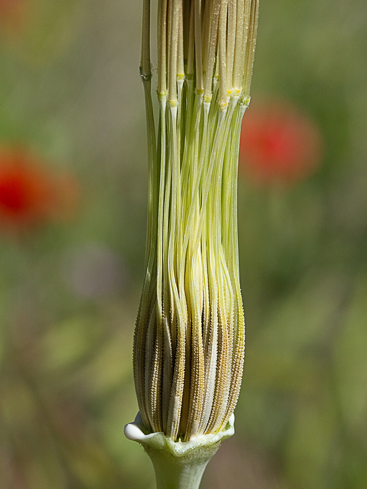 Inflorescencia de la Tetilla de vaca (Tragopogon angustifolius)