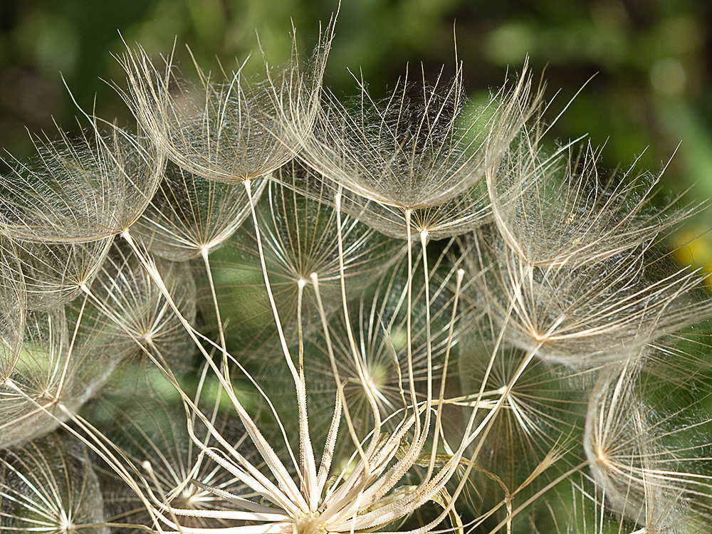 Inflorescencia de la Tetilla de vaca (Tragopogon angustifolius)
