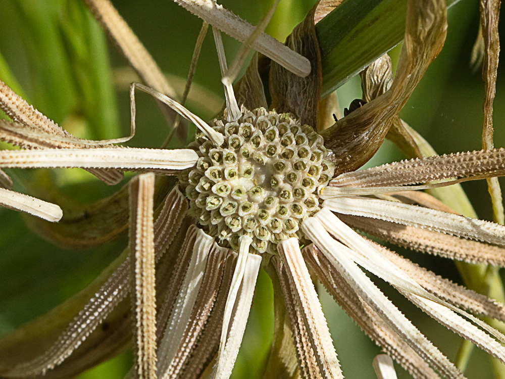 Inflorescencia de la Tetilla de vaca (Tragopogon angustifolius)