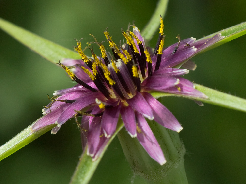 Inflorescencia de la Tetilla de vaca (Tragopogon angustifolius)