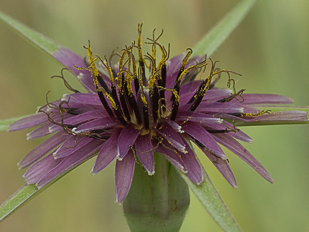 Inflorescencia de la Tetilla de vaca (Tragopogon angustifolius)