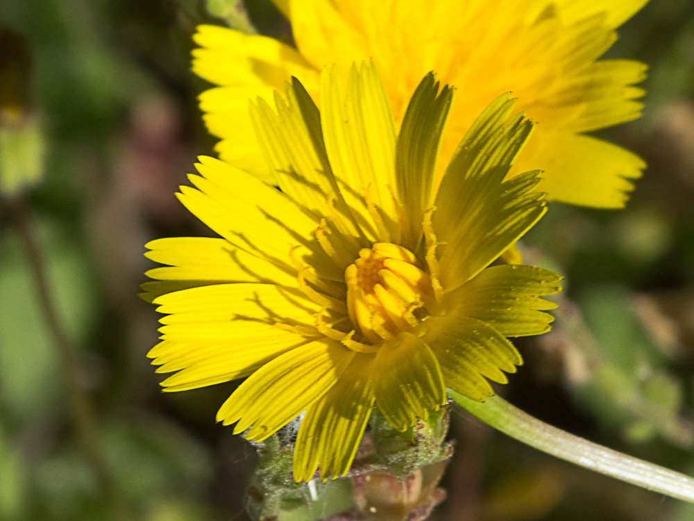 Inflorescencia de la Tulapitulatus (Leontodon saxatilis Lam)