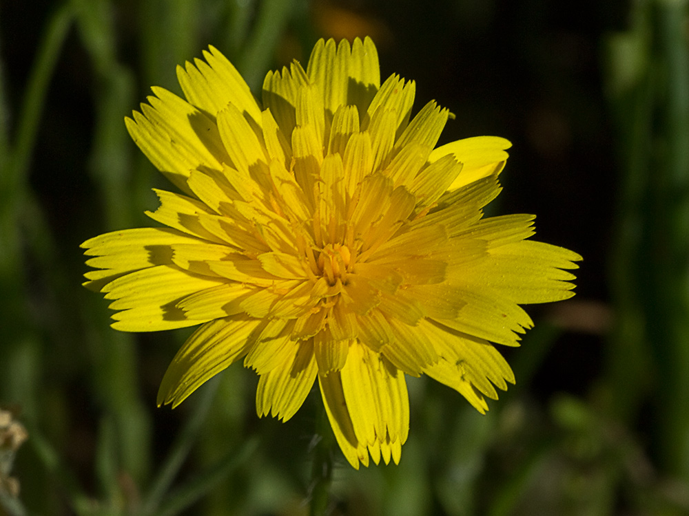 Inflorescencia de la Tulapitulatus (Leontodon saxatilis Lam)