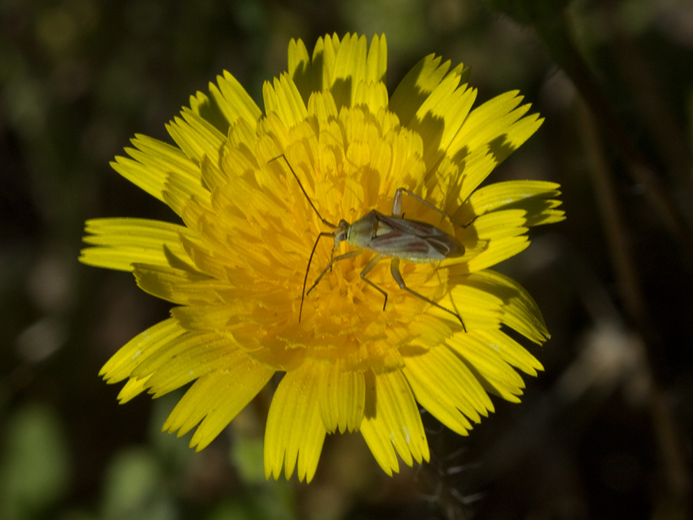 Inflorescencia de la Tulapitulatus (Leontodon saxatilis Lam)