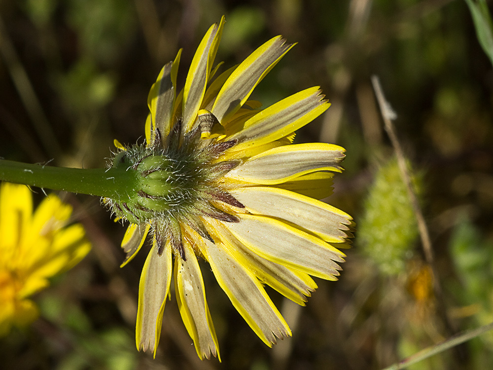 Involucro de la Tulapitulatus (Leontodon saxatilis Lam)