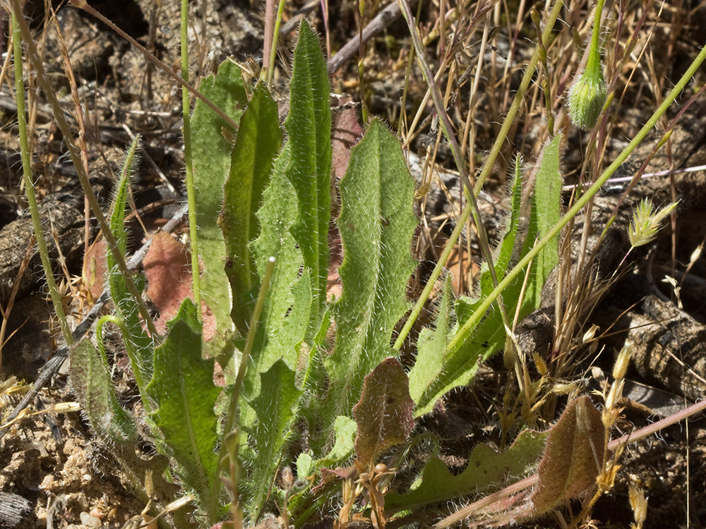 Hojas basales de la Tulapitulatus (Leontodon saxatilis Lam)