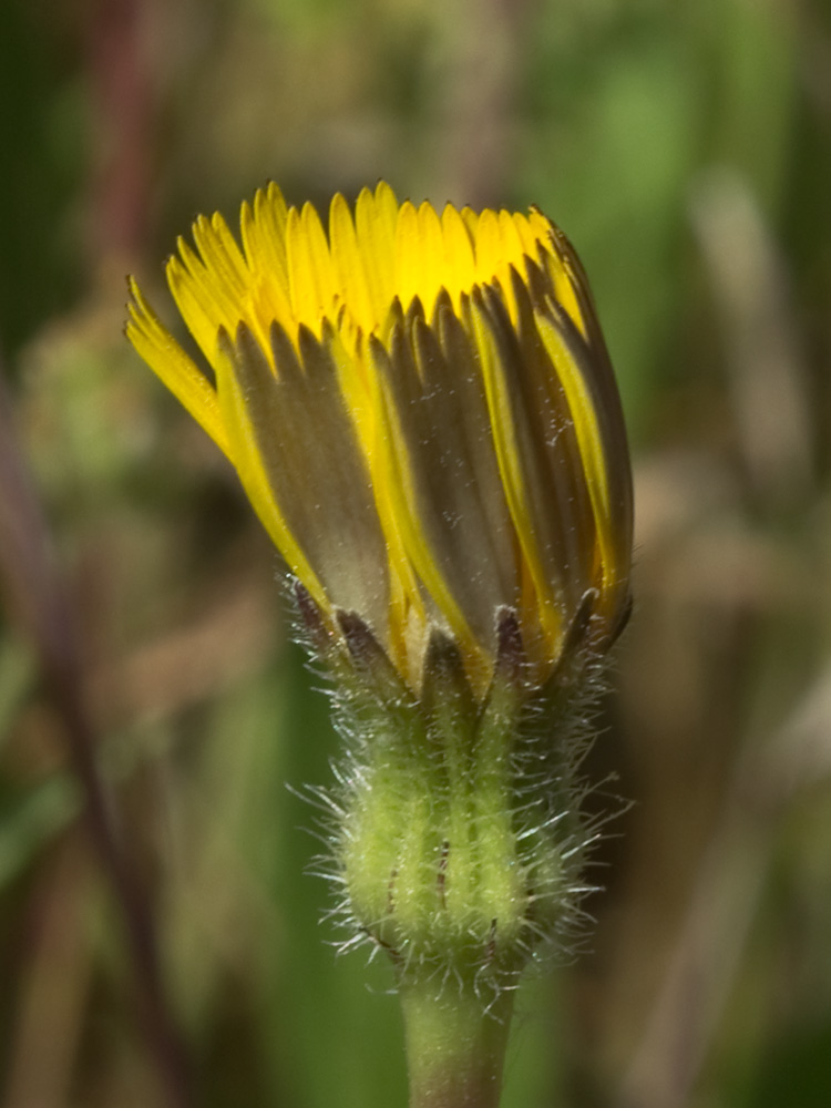 Inflorescencia cerrada de la Tulapitulatus (Leontodon saxatilis Lam)