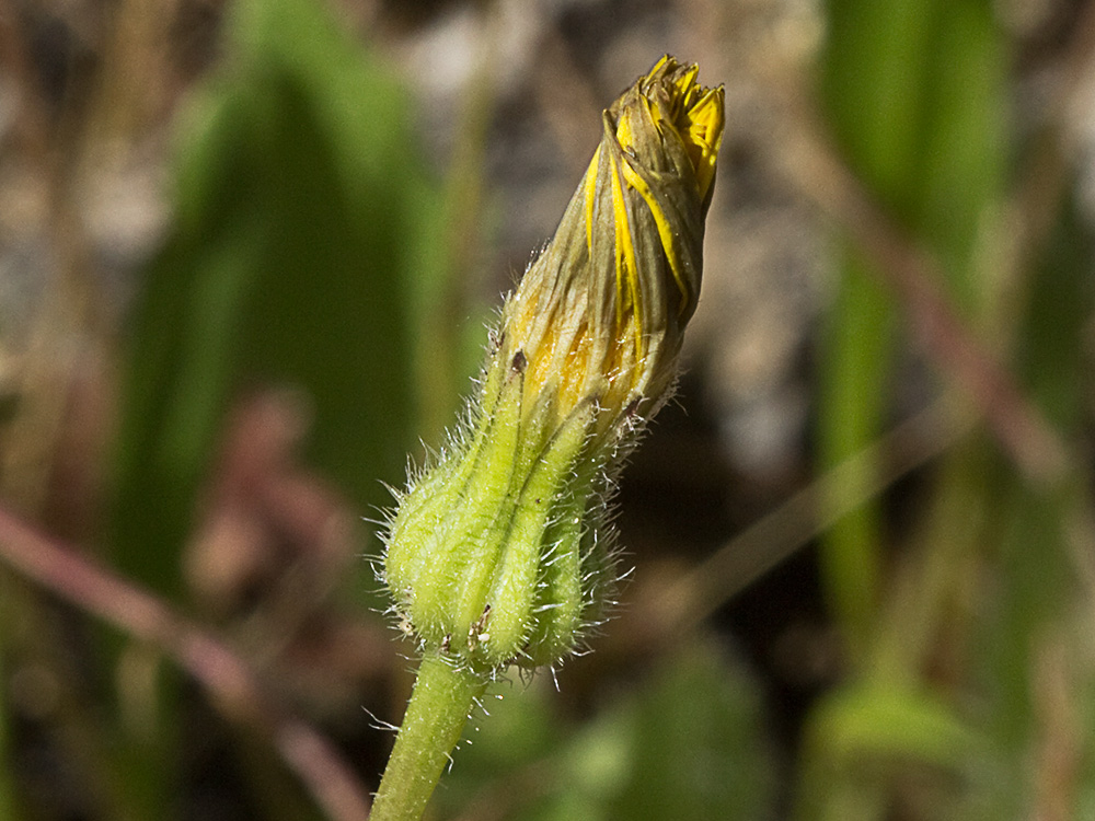 Tulapitulatus (Leontodon saxatilis Lam)