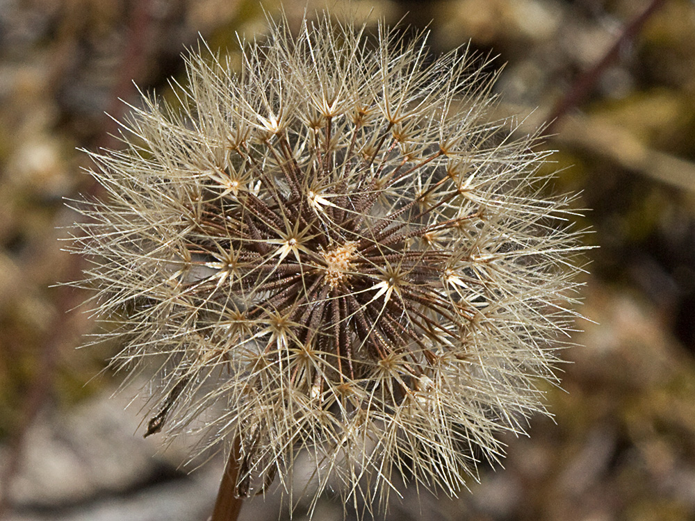 Vilano y cipselas de la Tulapitulatus (Leontodon saxatilis Lam)