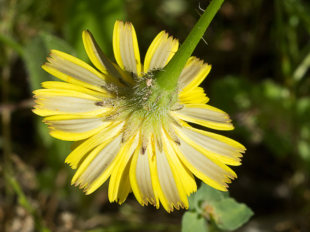 Tulapitulatus (Leontodon saxatilis Lam)