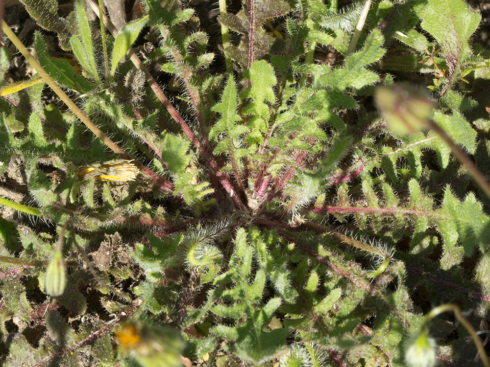 Hojas basales de la Tulapitulatus (Leontodon saxatilis Lam)