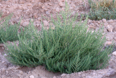 Turra (Salsola Kali)