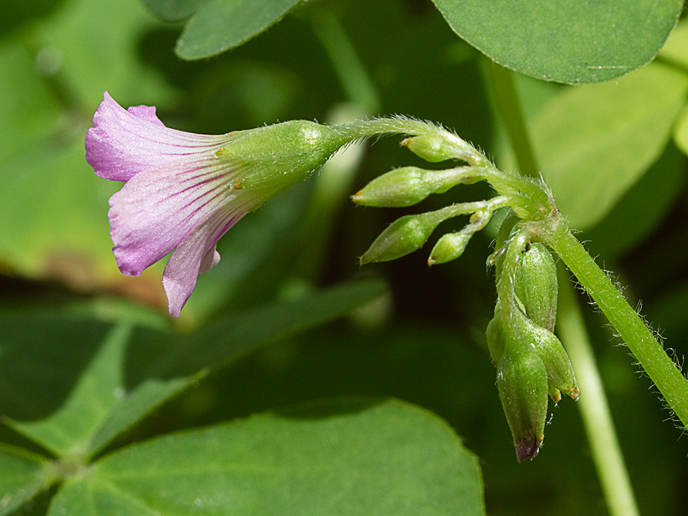 Vinagrillo, acedera débil (Oxalis debilis)