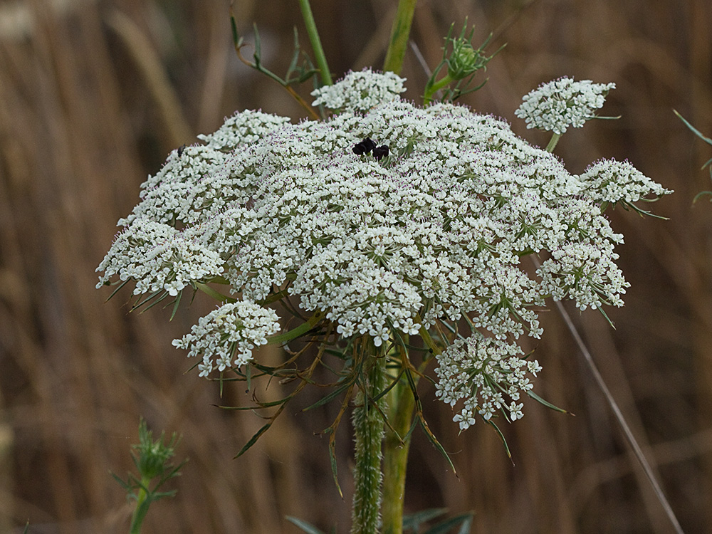 Viznaga (Ammi visnaga), Visnaga daucoides