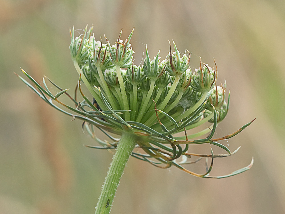 Viznaga (Ammi visnaga), Visnaga daucoides