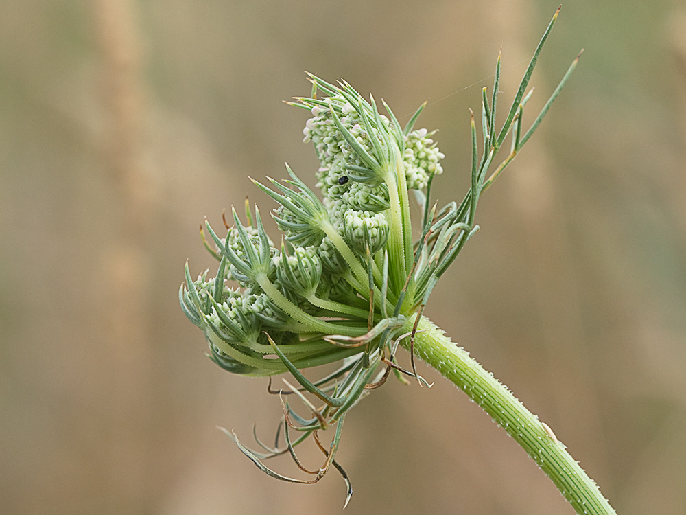 Viznaga (Ammi visnaga), Visnaga daucoides