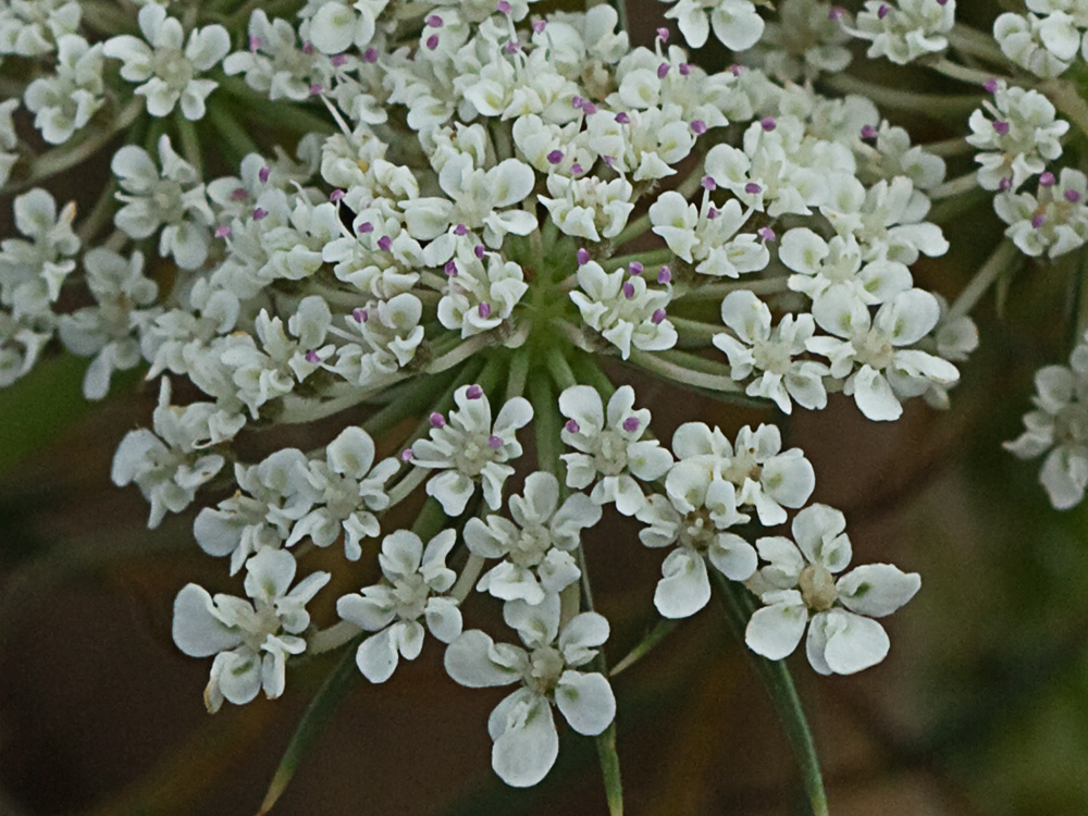 Viznaga (Ammi visnaga), Visnaga daucoides