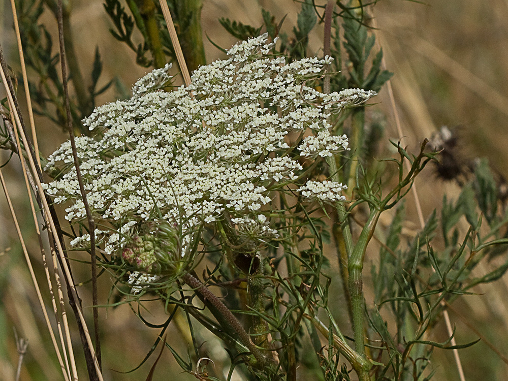 Viznaga (Ammi visnaga), Visnaga daucoides