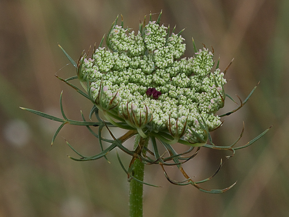 Viznaga (Ammi visnaga), Visnaga daucoides