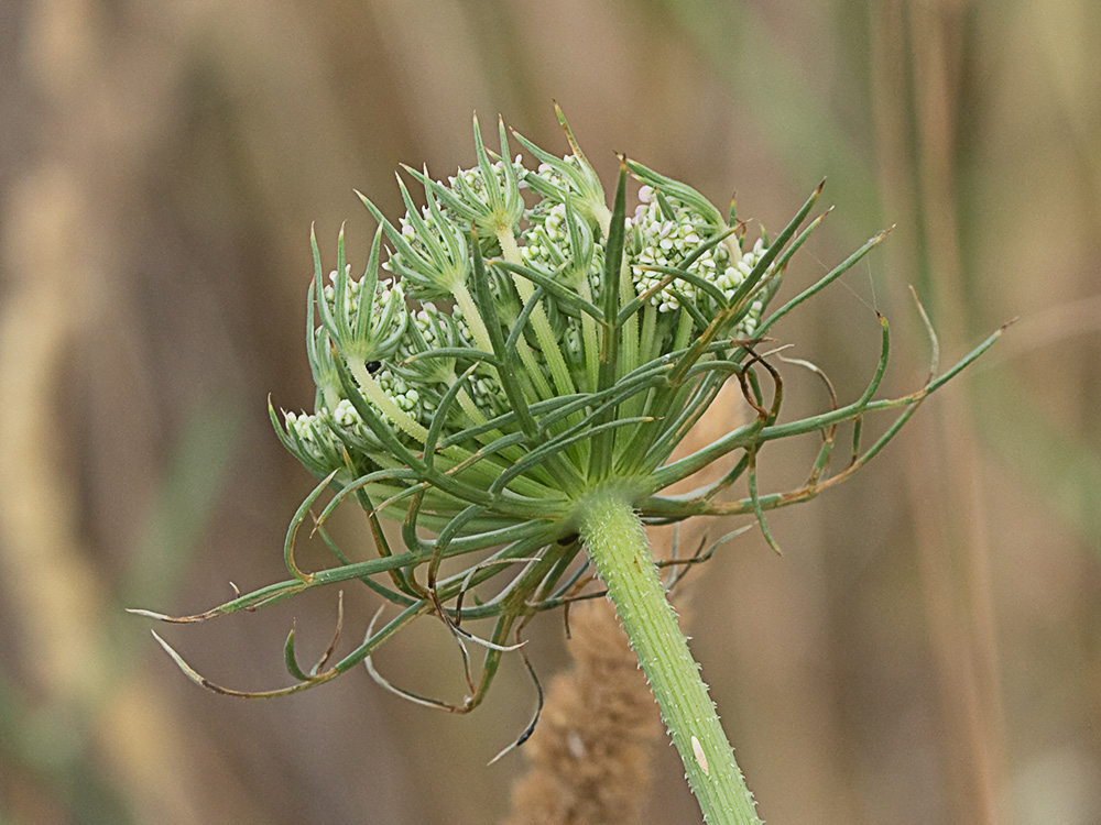 Viznaga (Ammi visnaga), Visnaga daucoides