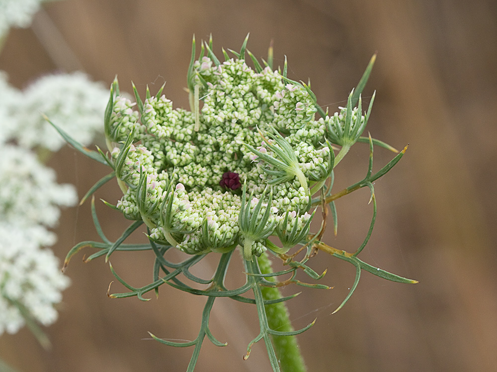 Viznaga (Ammi visnaga), Visnaga daucoides