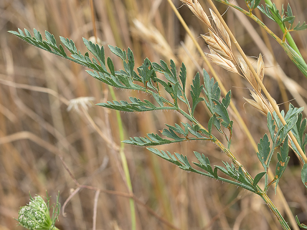 Viznaga (Ammi visnaga), Visnaga daucoides