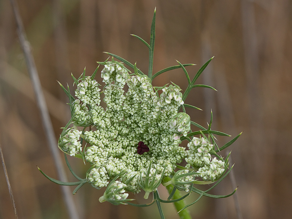 Viznaga (Ammi visnaga), Visnaga daucoides