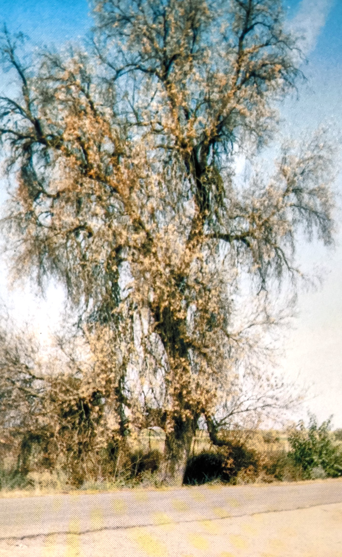 El desaparecido árbol gordo, foto basada en la que publicó Félix Erustes en el libro de la fistas de la nieves de 1999